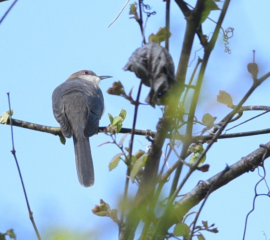 Black-billed Cuckoo - ML338527251