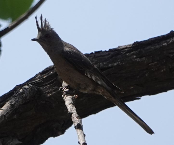 Phainopepla - William Boyes