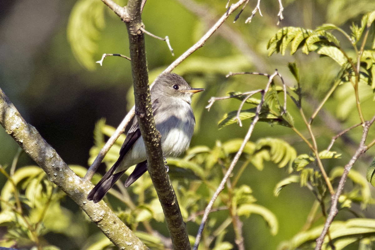 Eastern Wood-Pewee - ML338530991