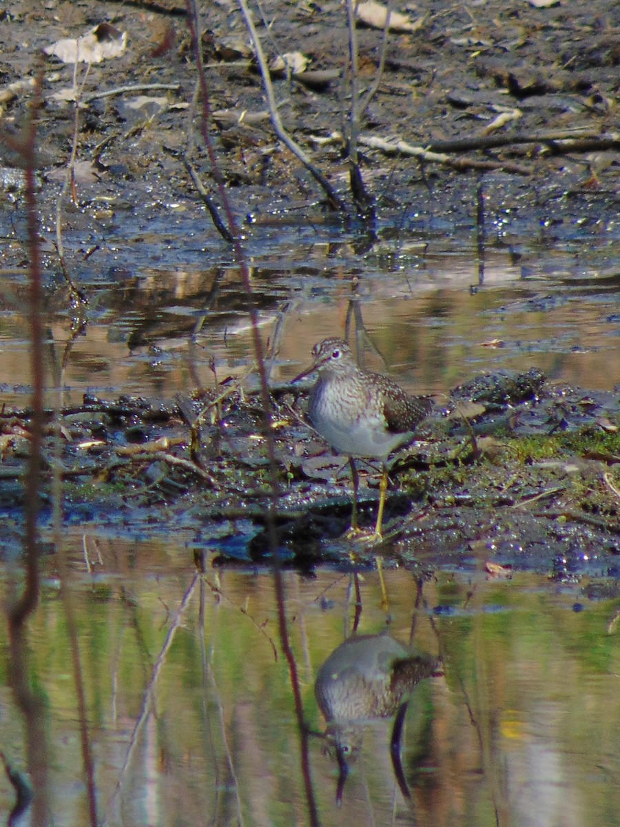 Solitary Sandpiper - ML338531681