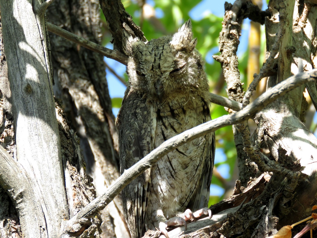 Eurasian Scops-Owl - ML338532521