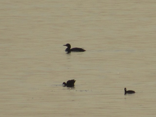 Common Loon - ML338533031