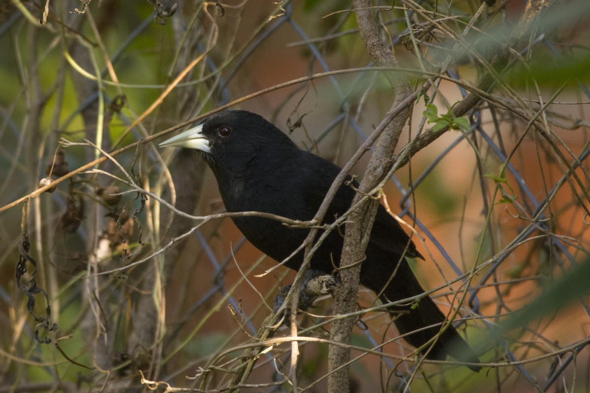 Solitary Black Cacique - ML338534491