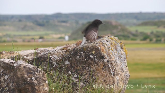 Black Wheatear - ML338534911