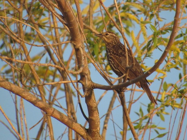 Red-winged Blackbird - ML338535711