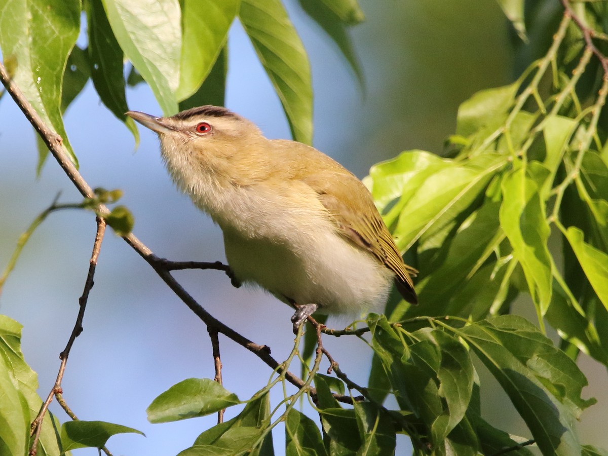 Red-eyed Vireo - ML338536681