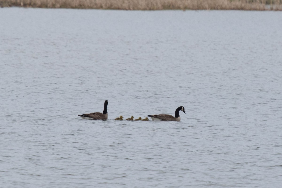 Canada Goose - ML338536861