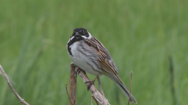 Reed Bunting - ML338536931
