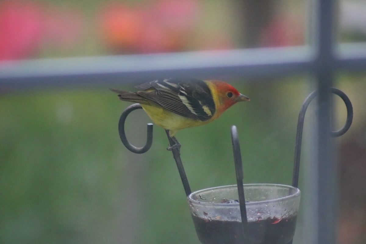 Western Tanager - ML338538971