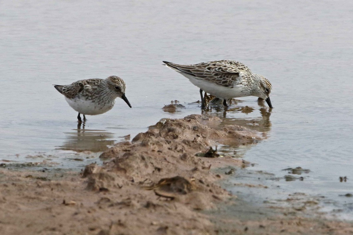 Txirri erdipalmatua - ML338539651