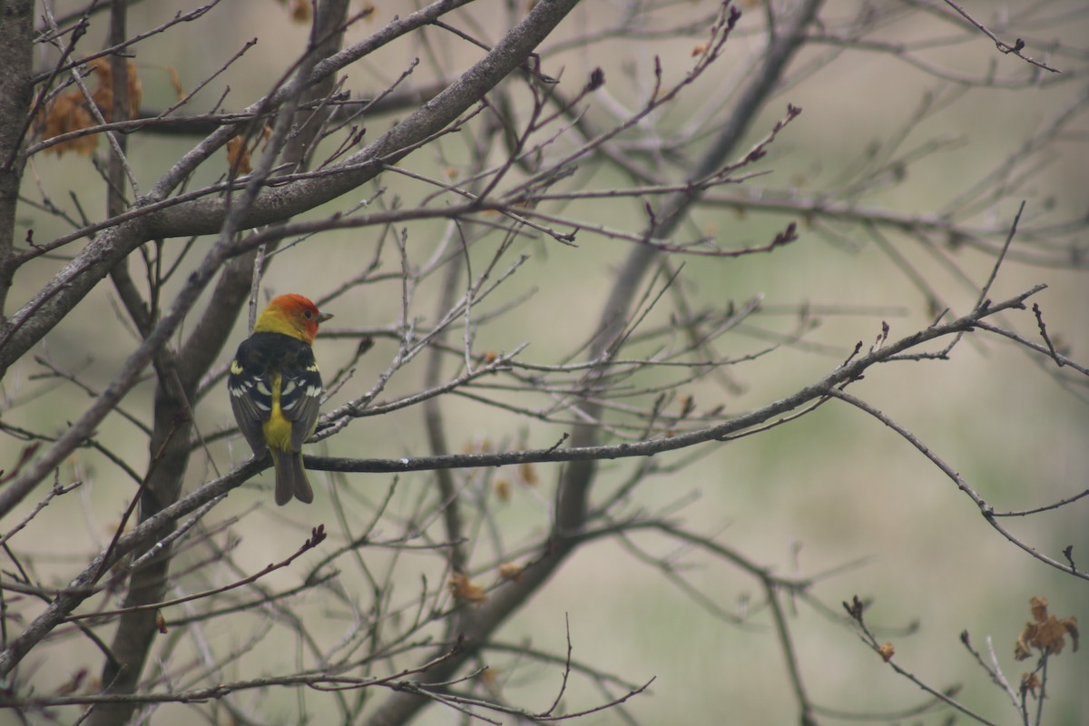 Western Tanager - ML338540521
