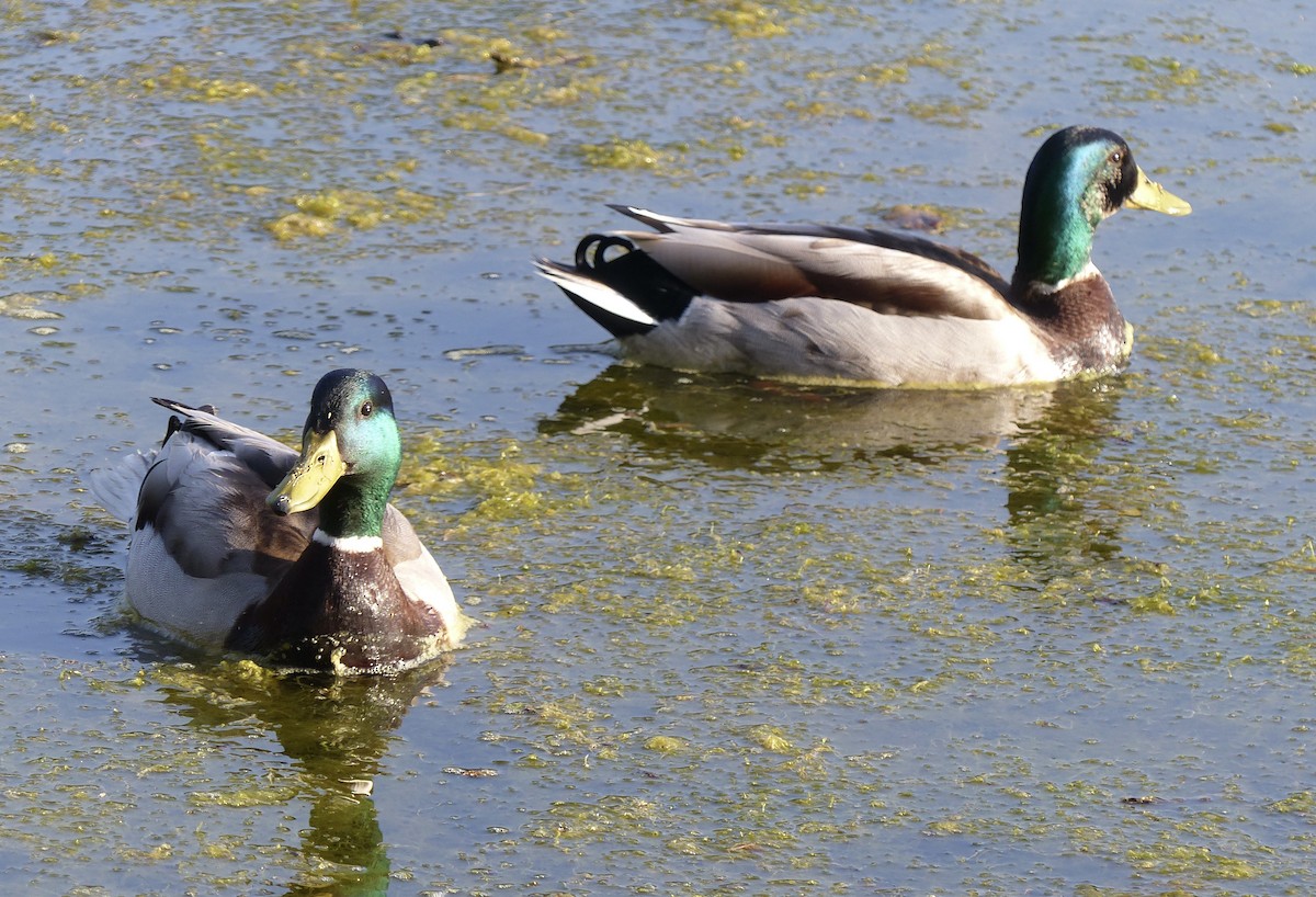 Mallard - Jan Bryant