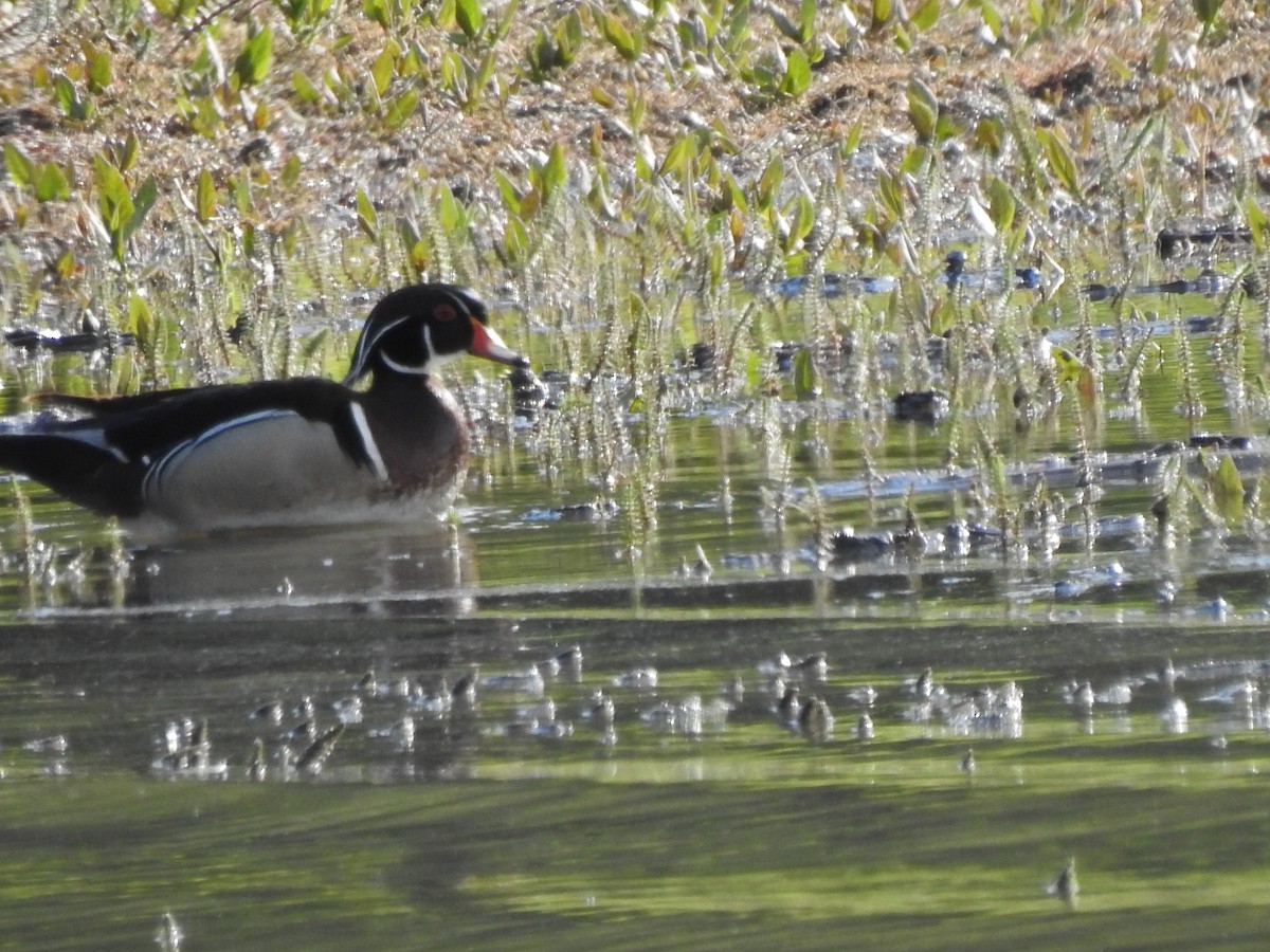 Wood Duck - Jim Walton