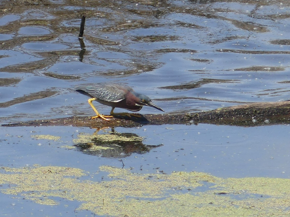 Green Heron - ML338546591