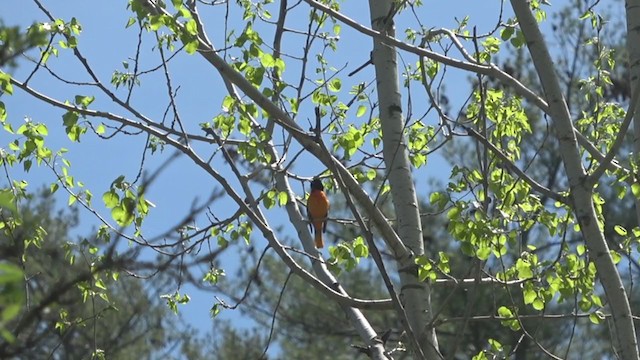 Baltimore Oriole - ML338546691