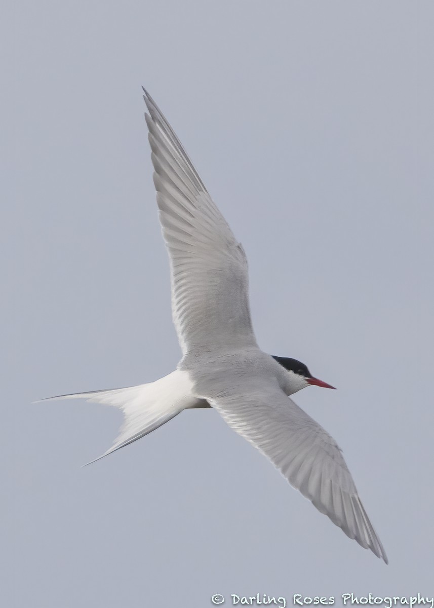 Arctic Tern - ML338547591