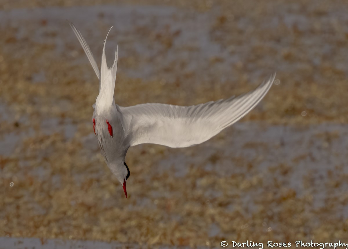 Arctic Tern - ML338547601