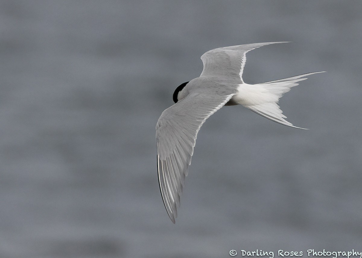 Arctic Tern - ML338547611