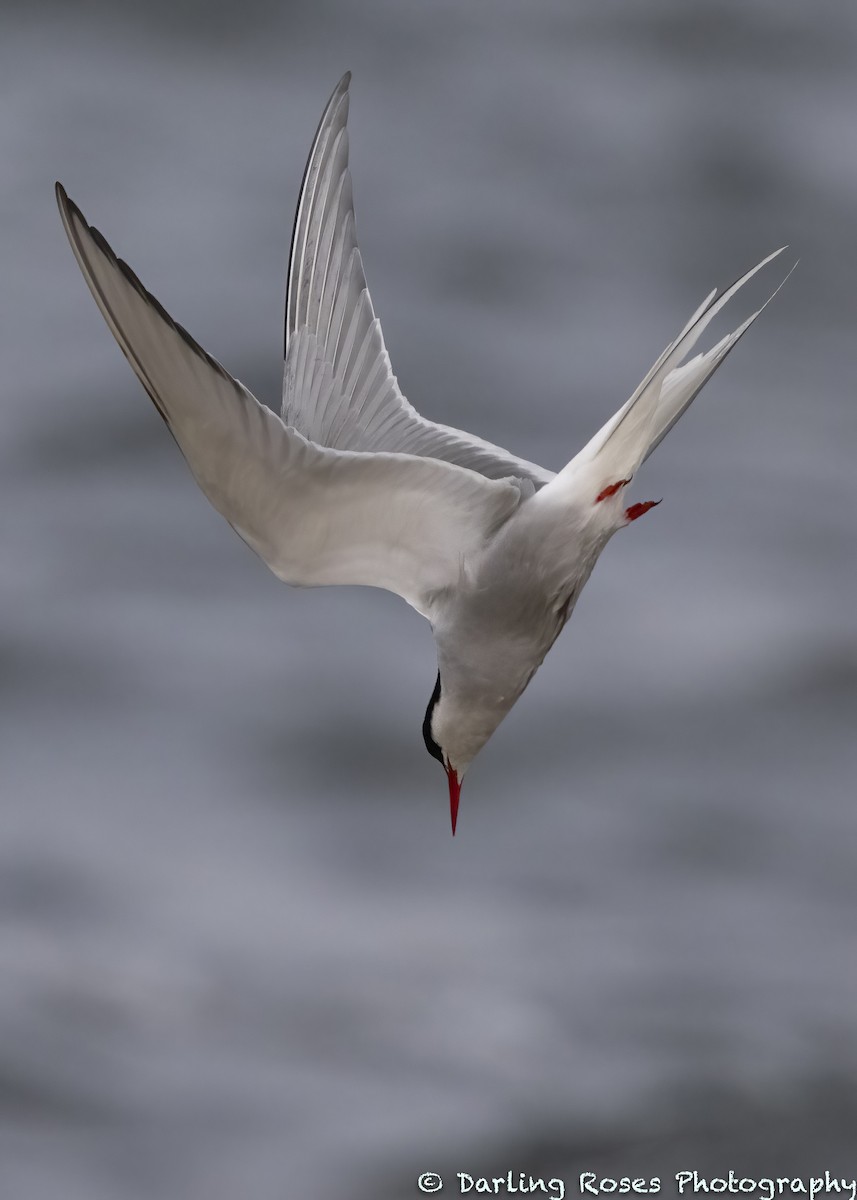 Arctic Tern - David Rose