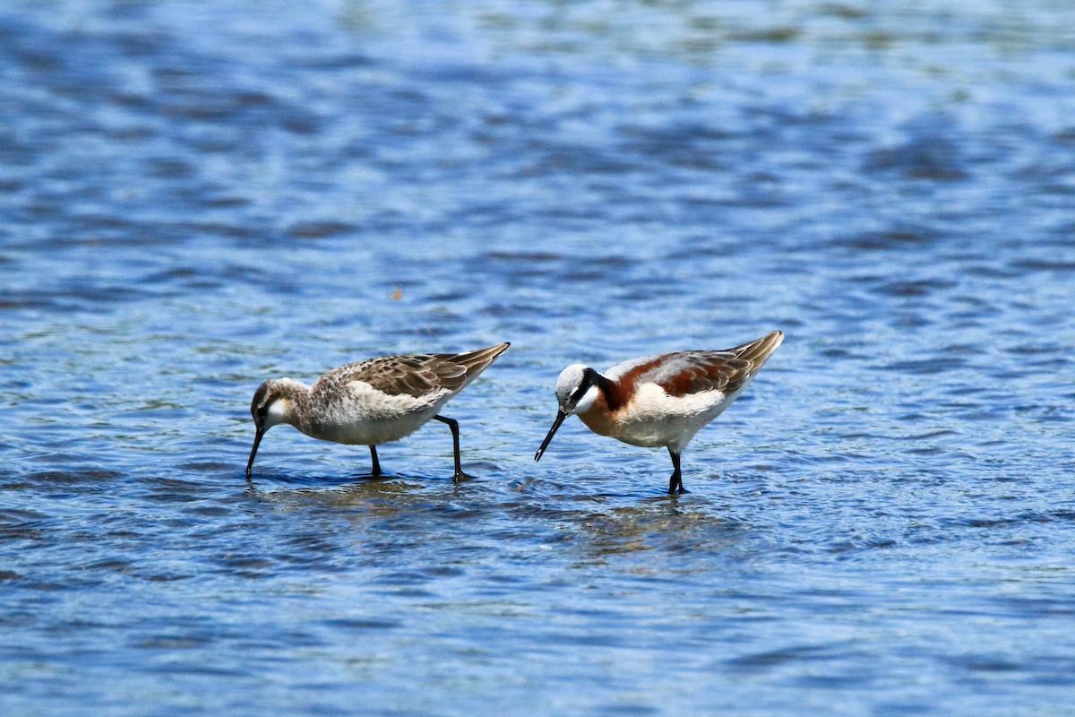 Wilson's Phalarope - ML338547981