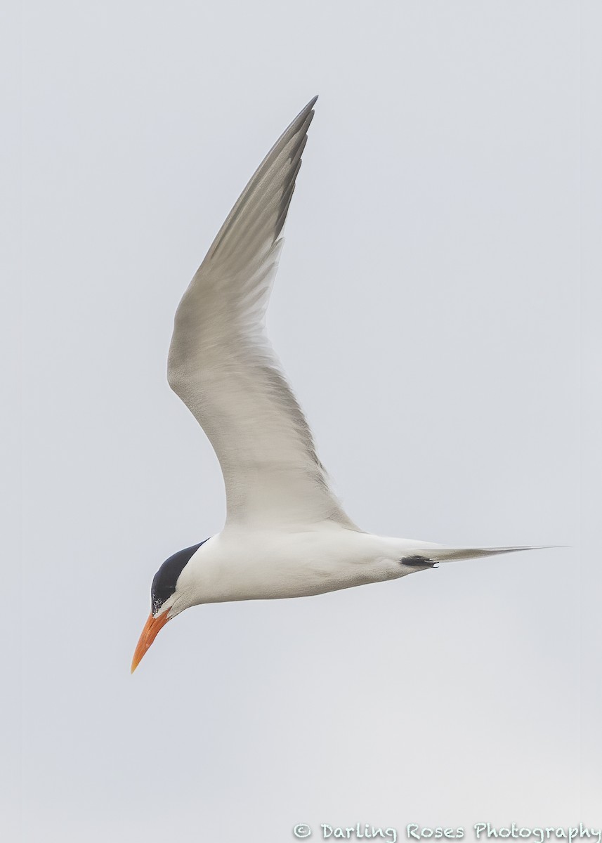 Royal Tern - ML338548041