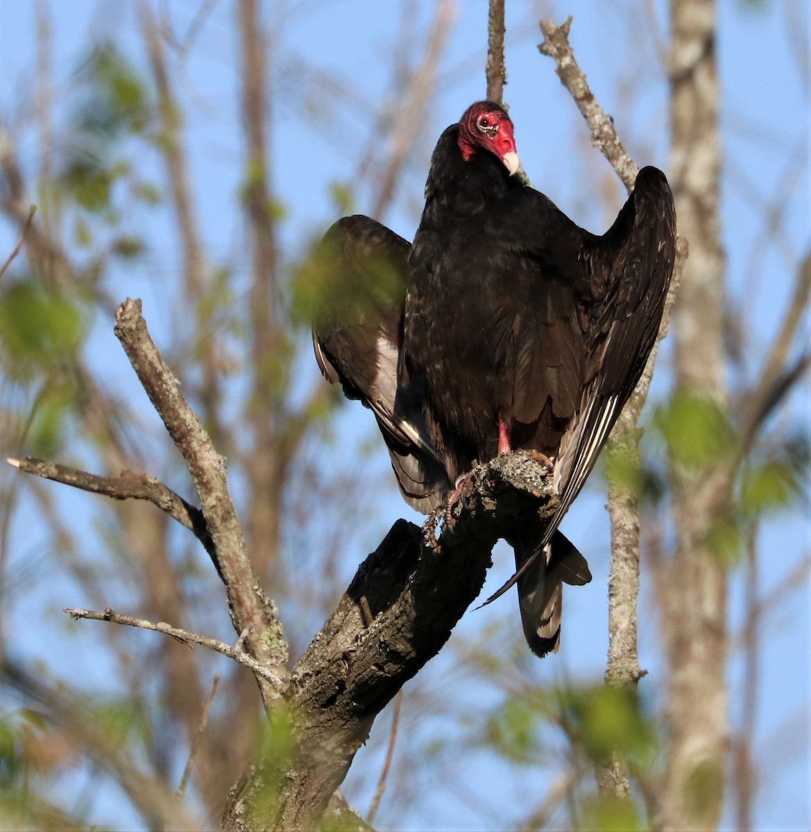 Turkey Vulture - ML338548591