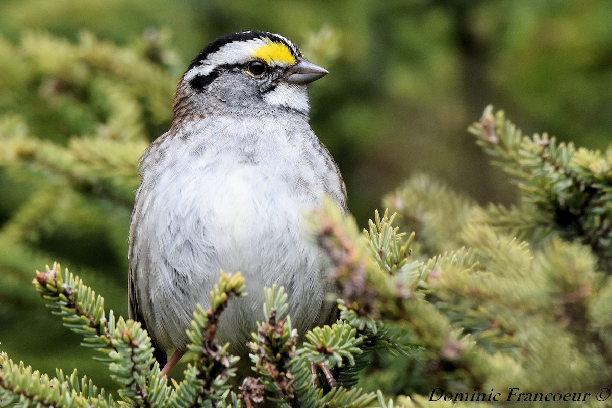 White-throated Sparrow - ML338548721