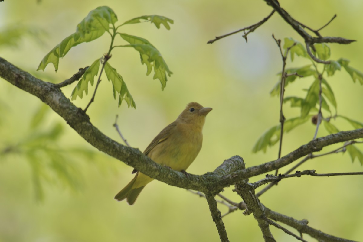 Summer Tanager - Charles Young