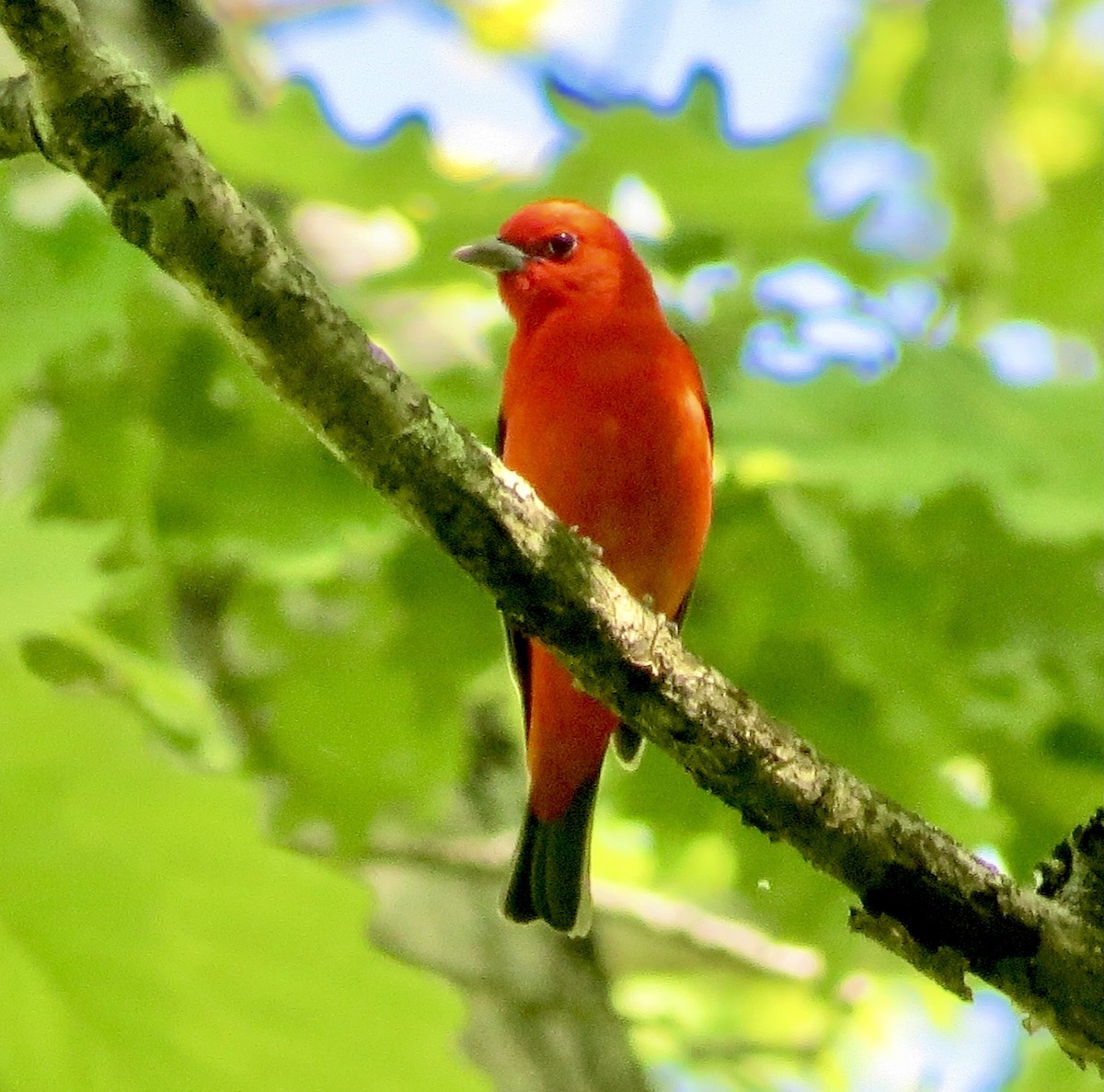 Scarlet Tanager - Karen Mammone