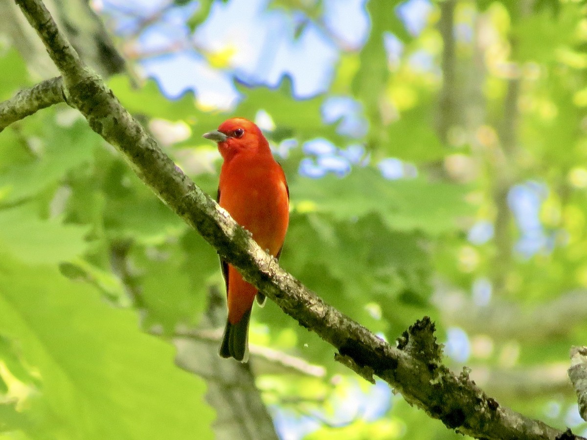 Scarlet Tanager - Karen Mammone