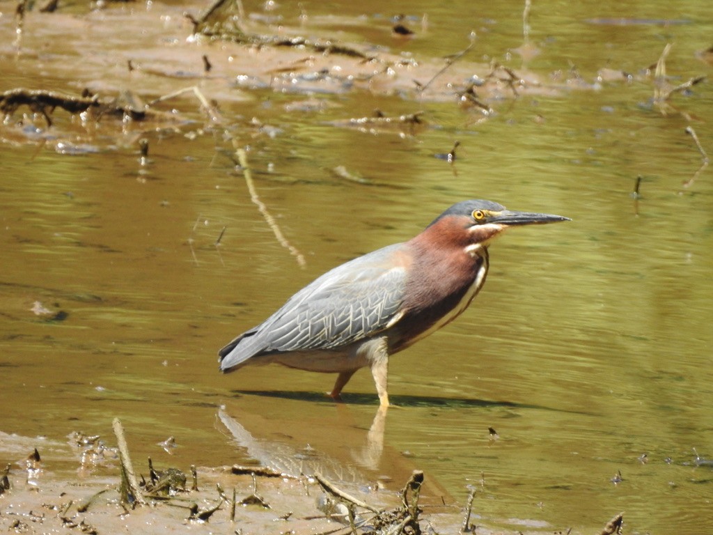 Green Heron - ML338550261