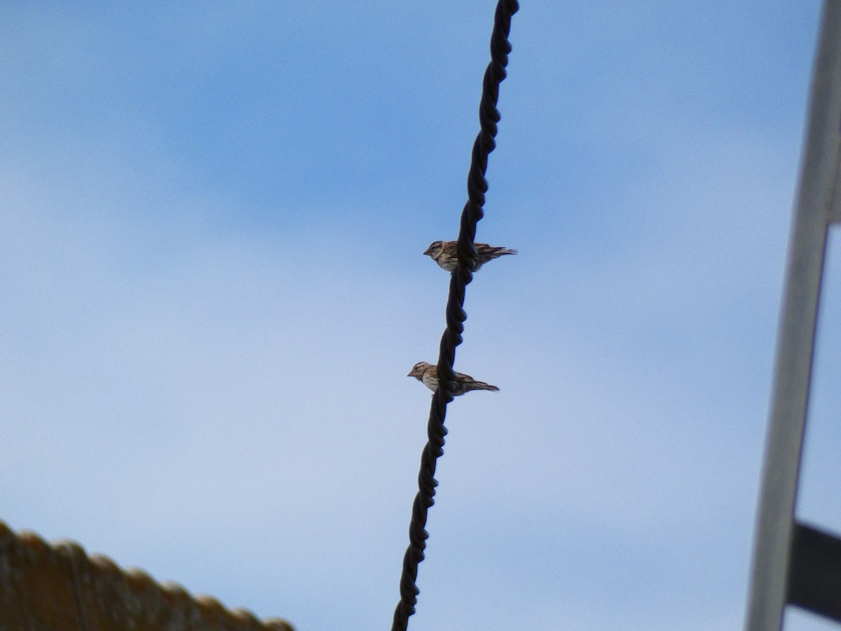 Rock Sparrow - ML338551791