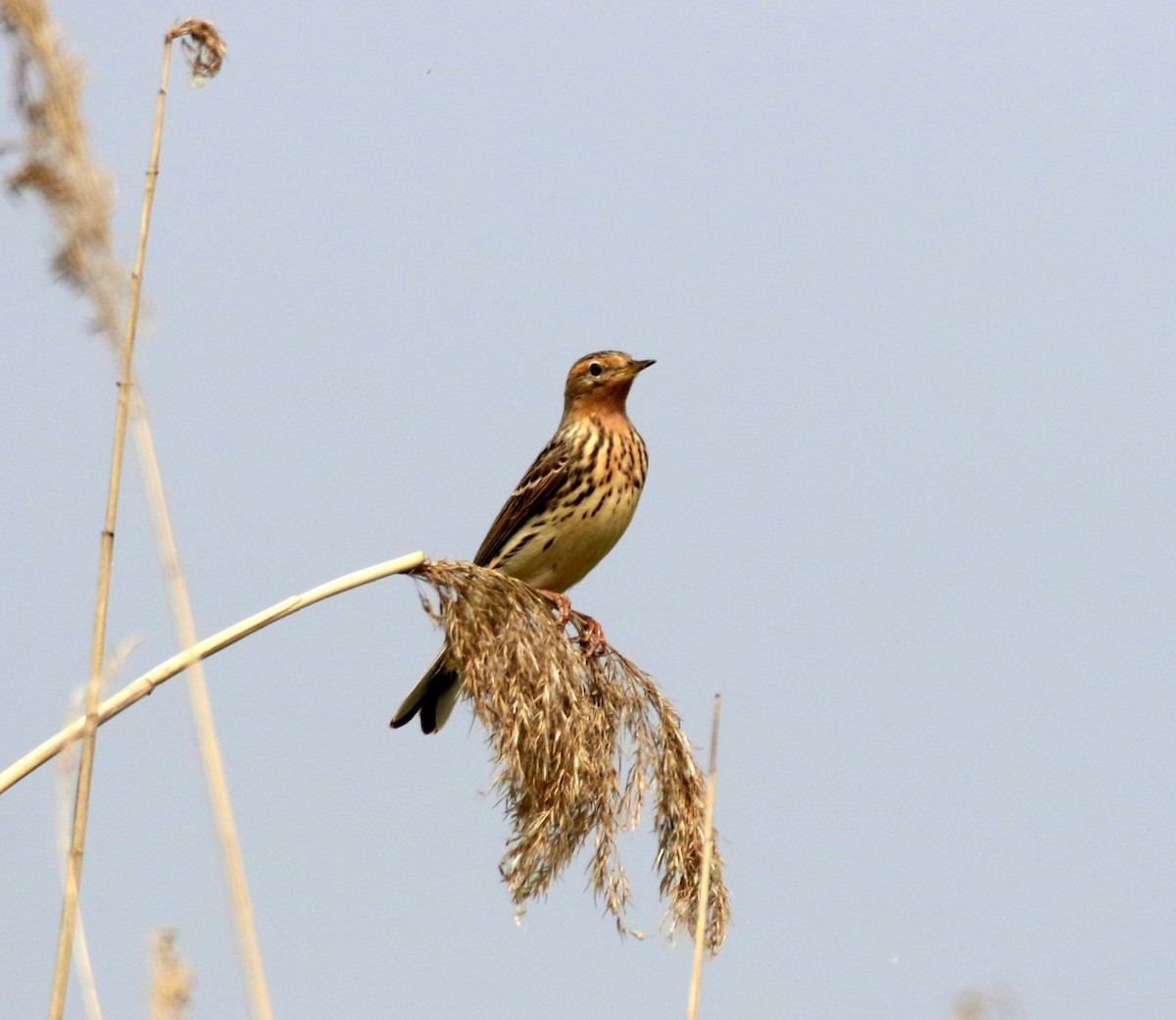 Pipit à gorge rousse - ML338554191