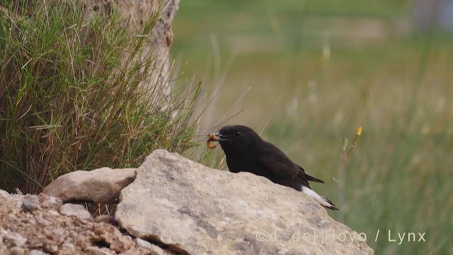 Black Wheatear - ML338554511