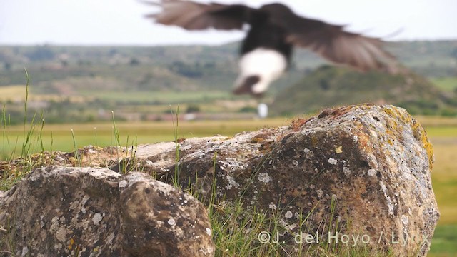 Black Wheatear - ML338554521