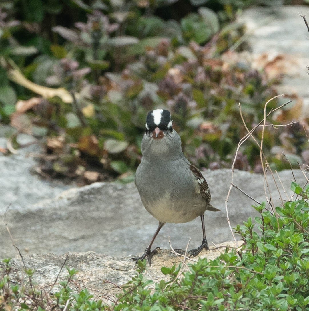 White-crowned Sparrow - ML338554581