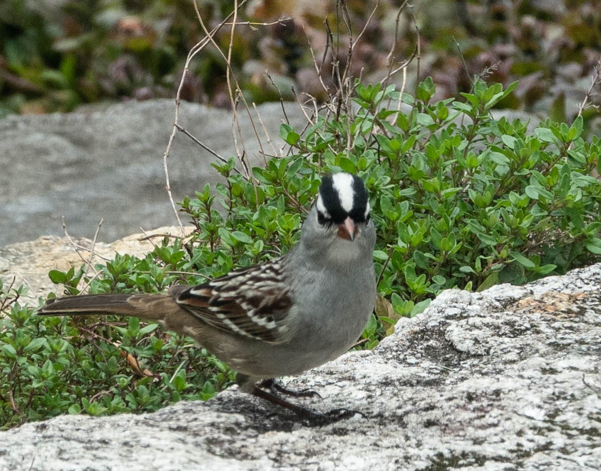 White-crowned Sparrow - ML338554591