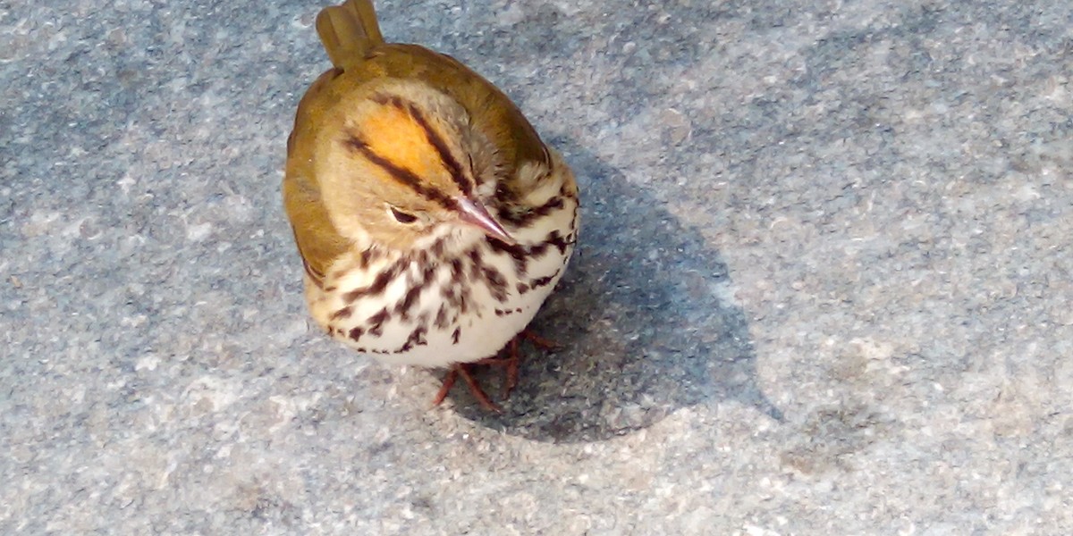 Ovenbird - ML338554661