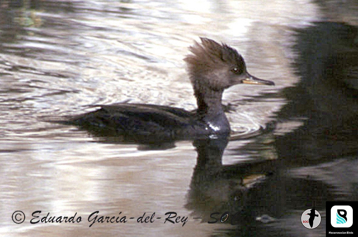 Hooded Merganser - ML338554781