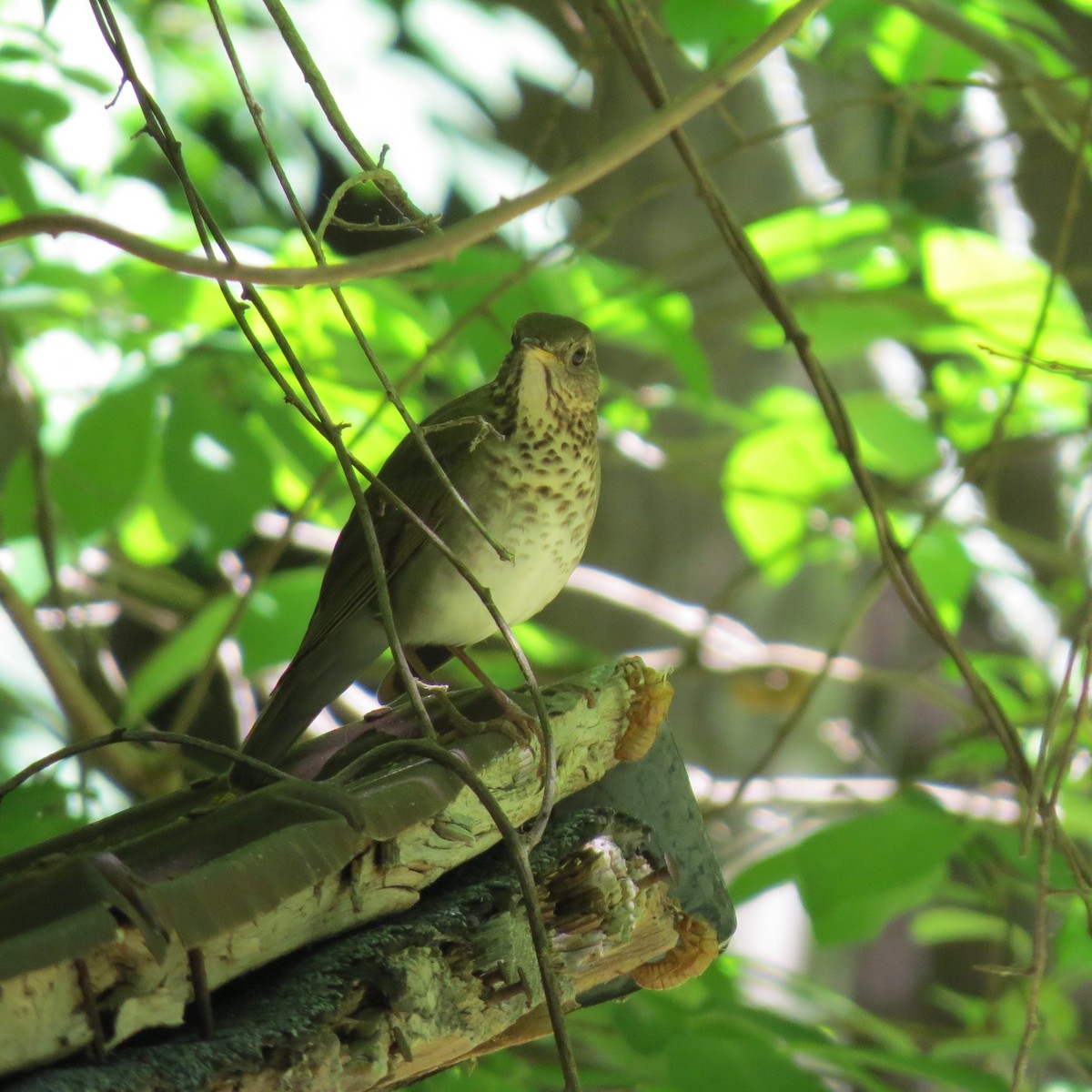 Swainson's Thrush - ML338557741