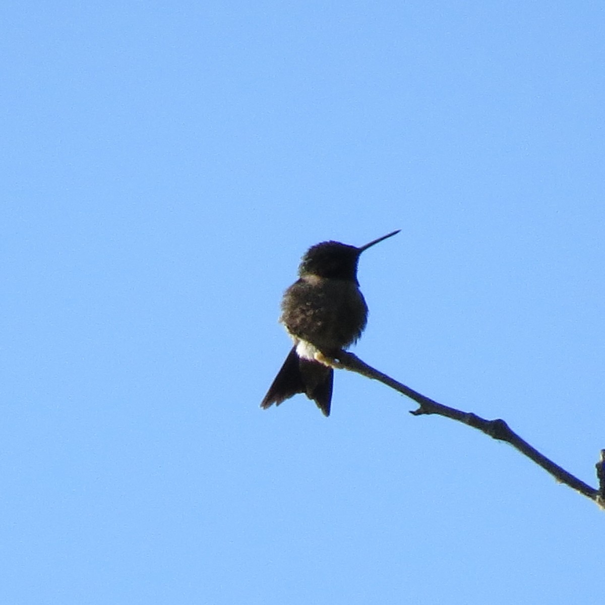 Ruby-throated Hummingbird - ML338558561