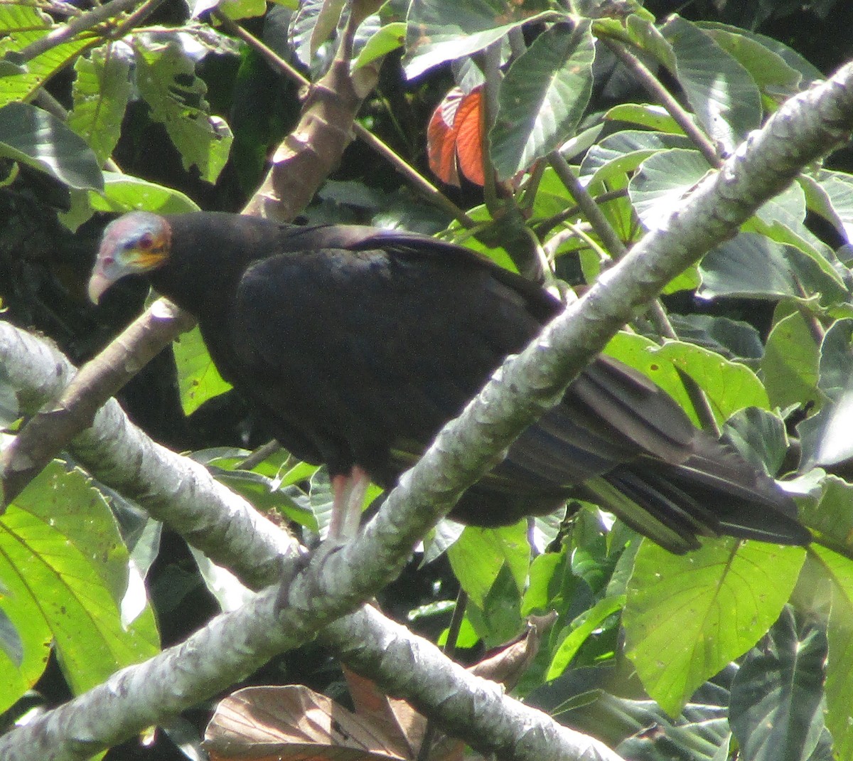 Lesser Yellow-headed Vulture - ML338558951