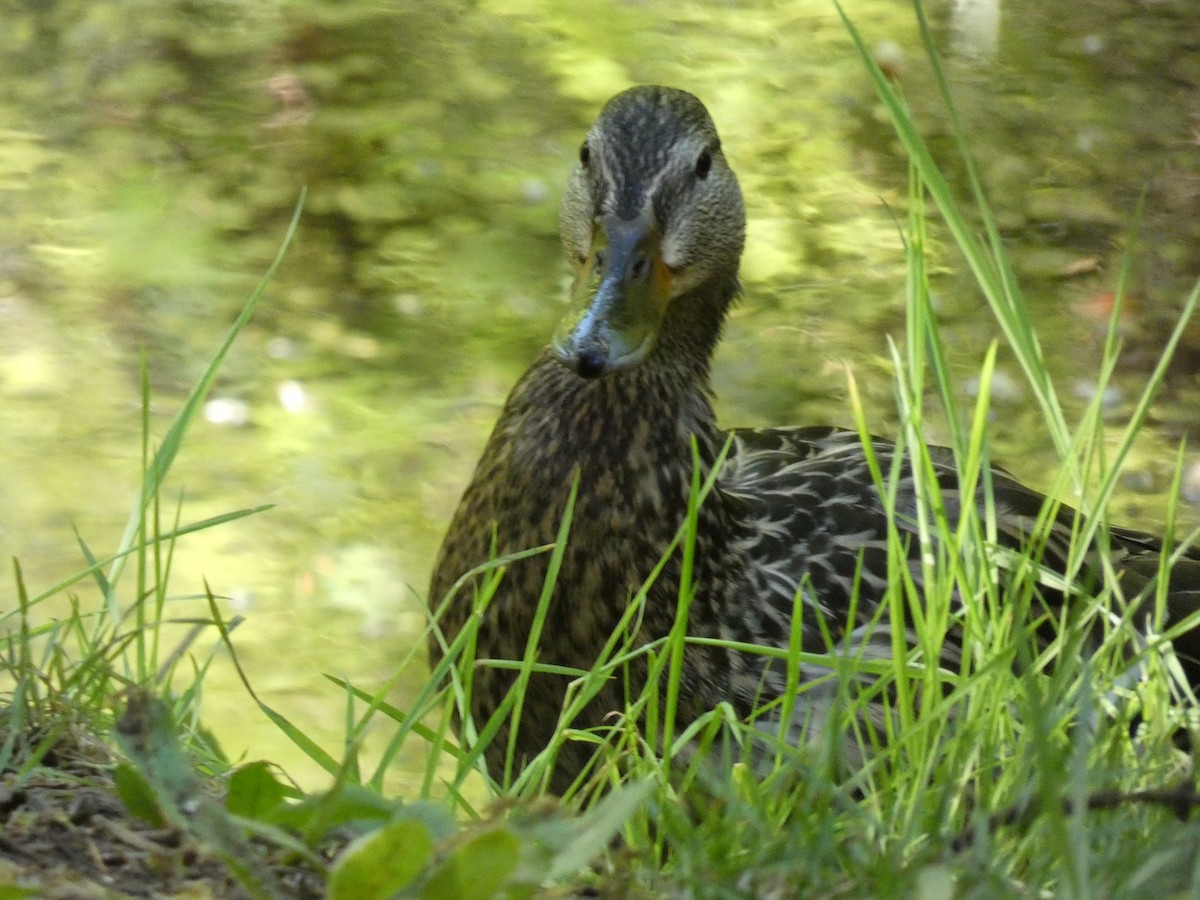 Canard colvert - ML338559901