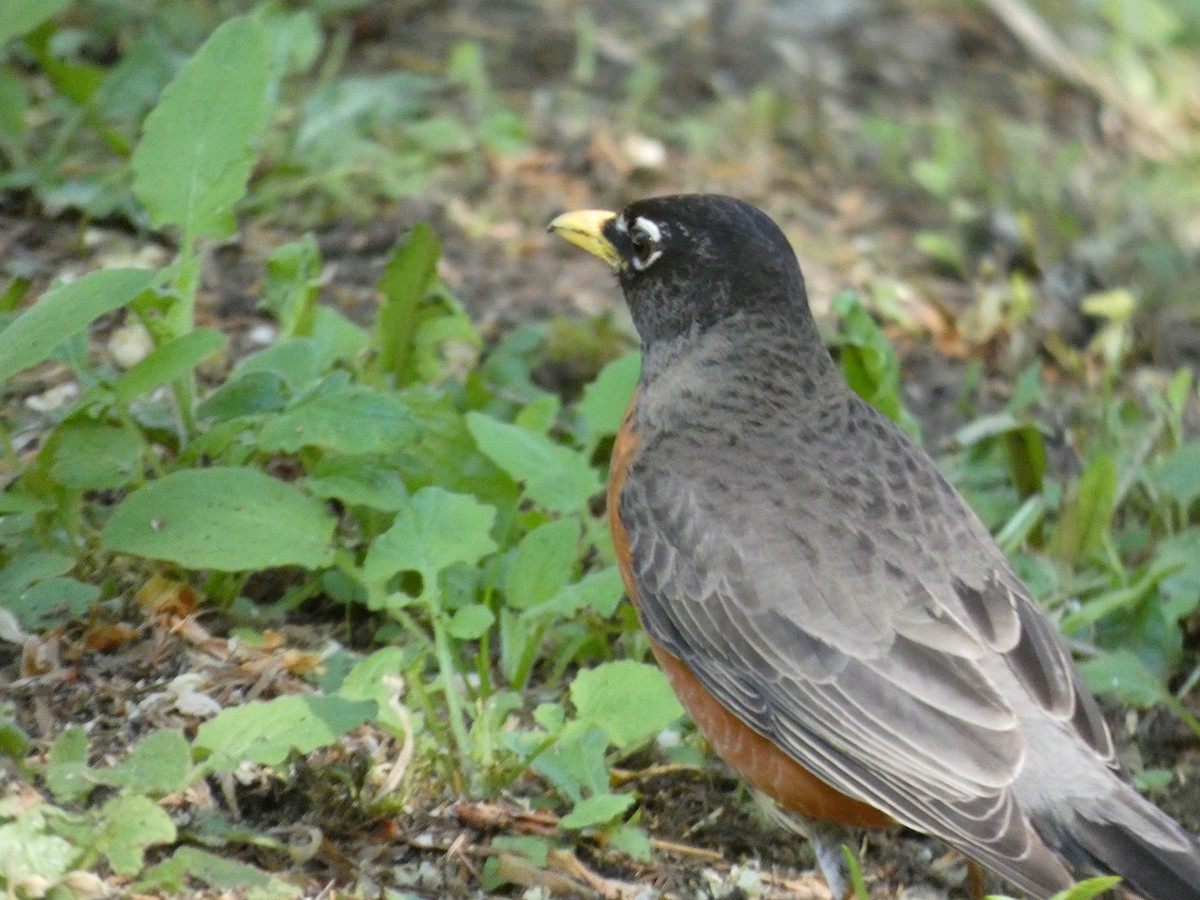 American Robin - ML338560121