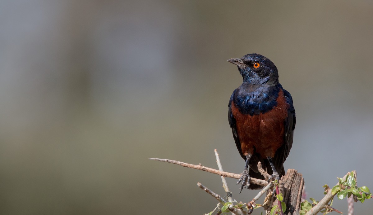 Shelley's Starling - Ian Davies