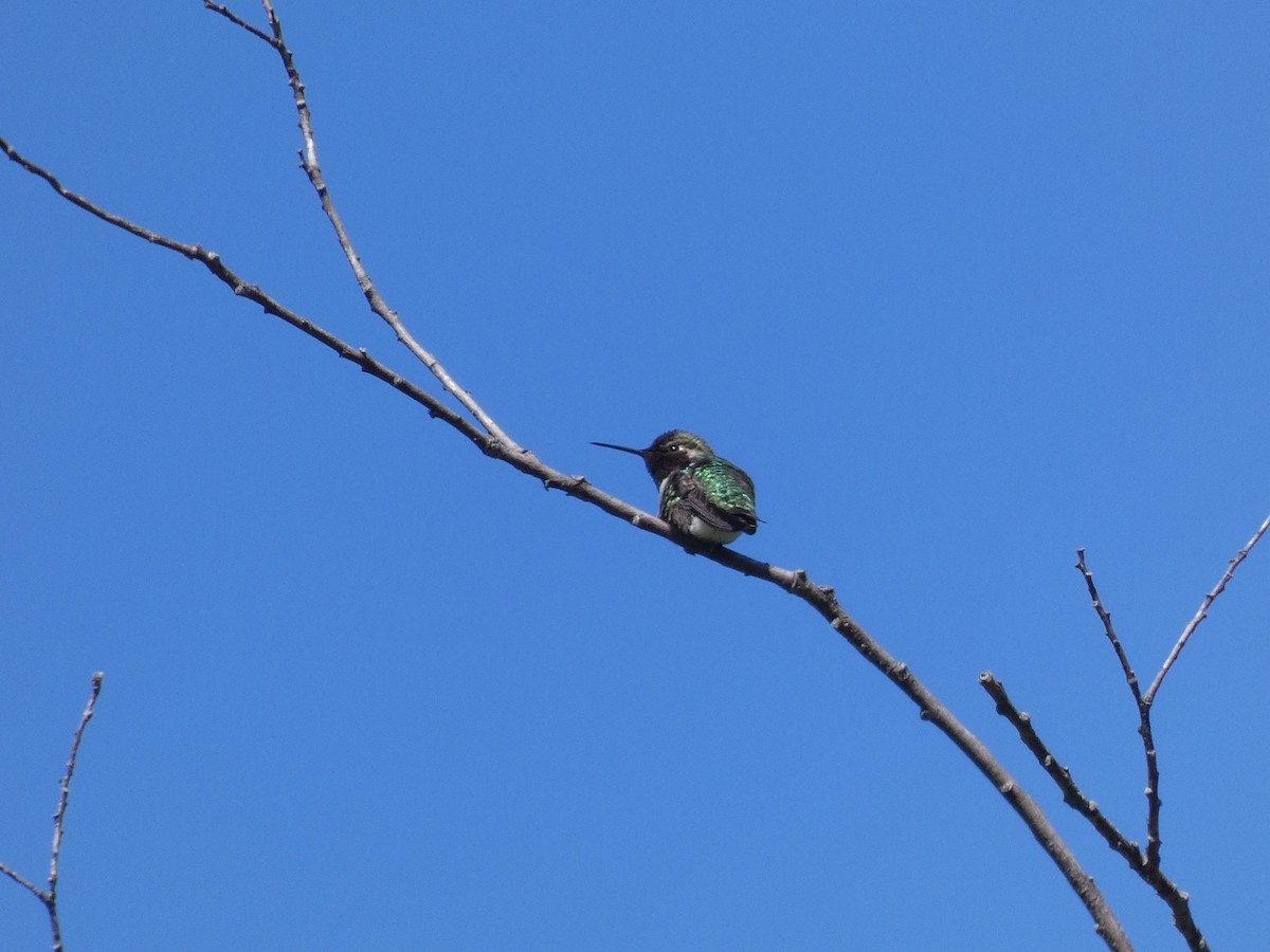 Anna's Hummingbird - ML338561431