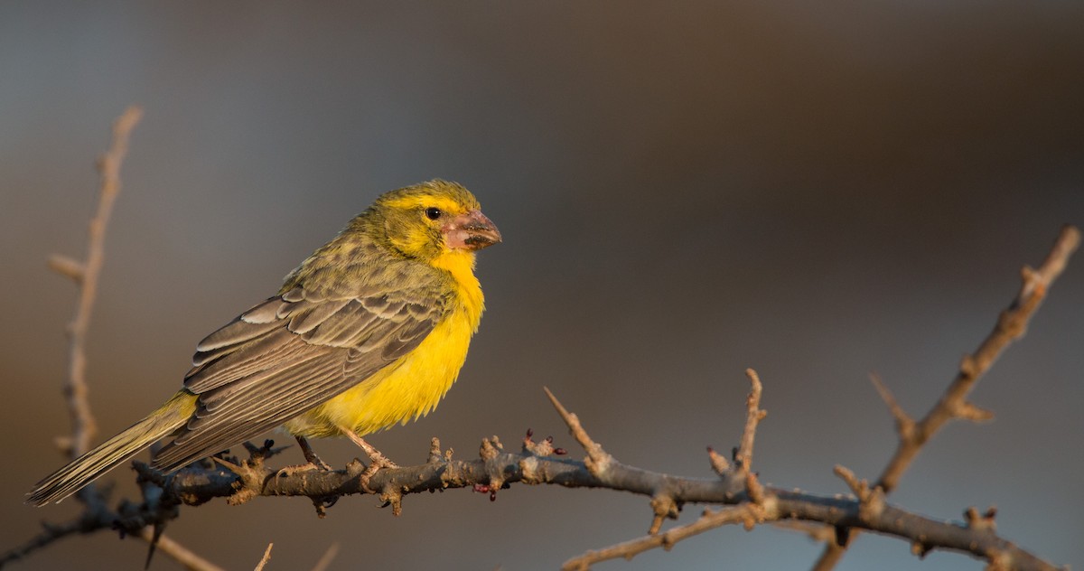 Northern Grosbeak-Canary - Ian Davies