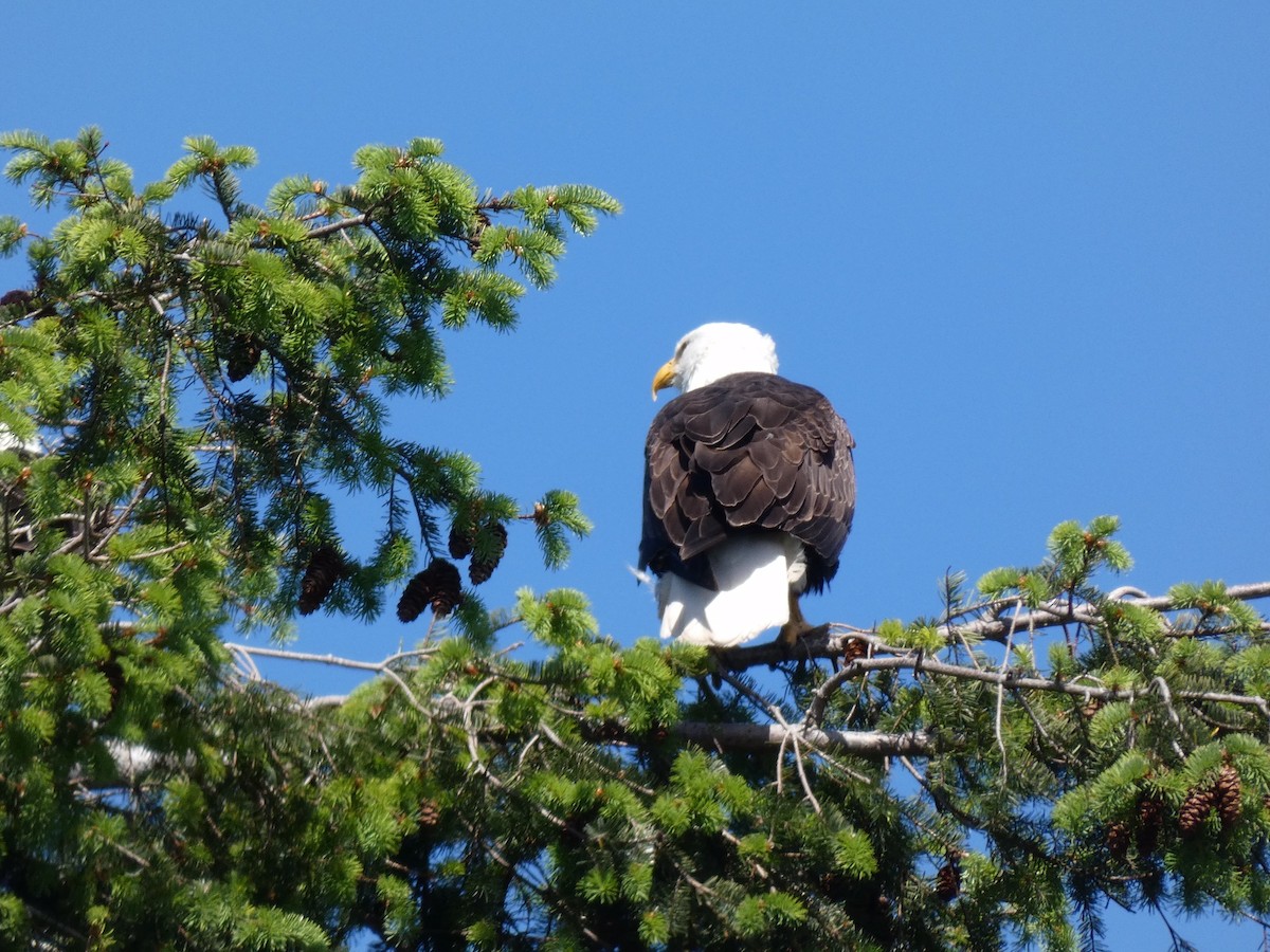 Bald Eagle - ML338561841