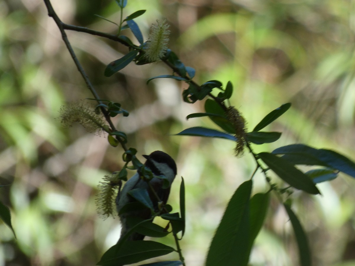 Chestnut-backed Chickadee - ML338561921