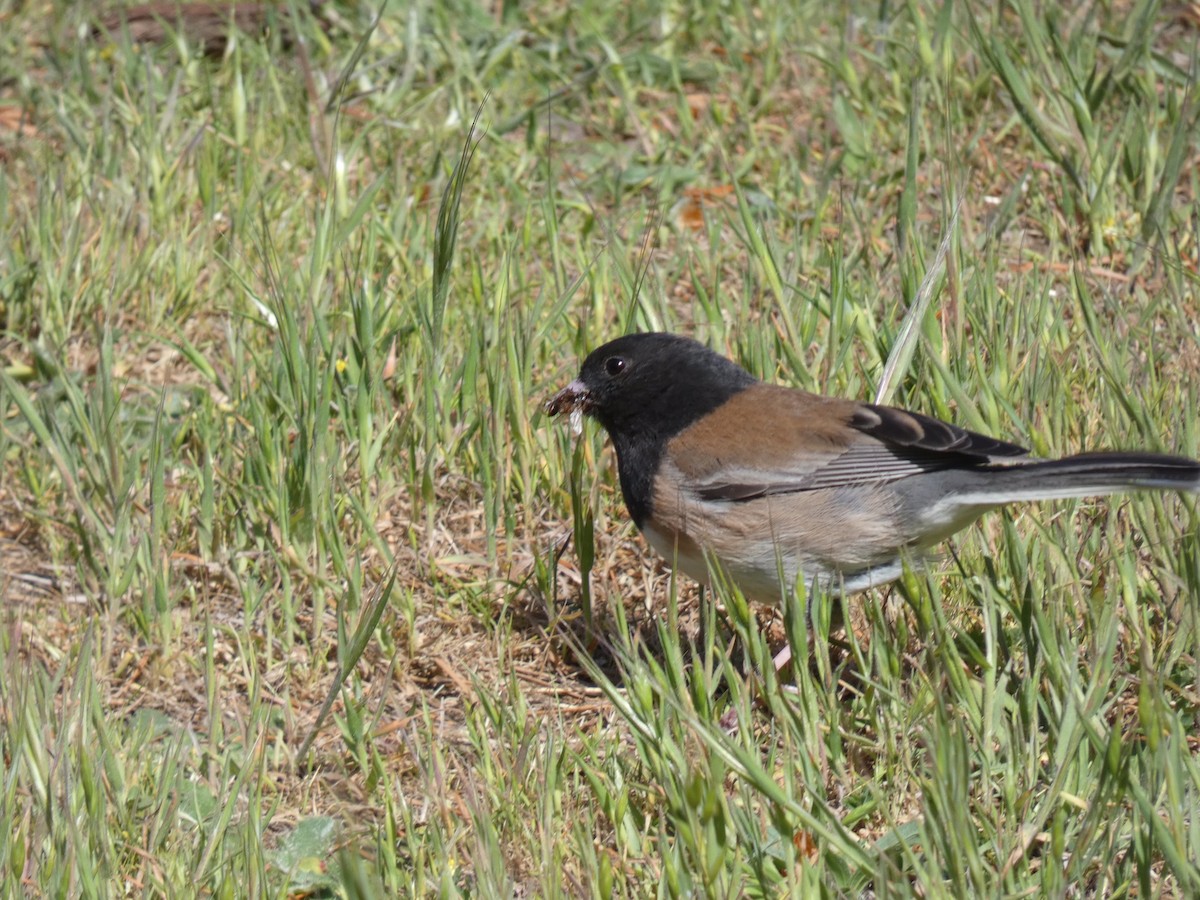 Dark-eyed Junco - ML338562441